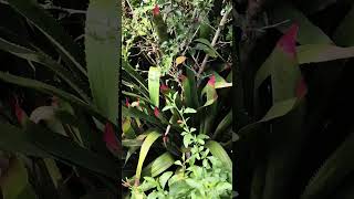 landscaping ideas #youtubeshorts #flowers #landscaping #nature #garden