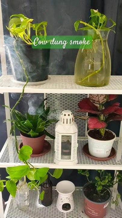 How To Purify House Air With Cow Dung Smoke And Give Growth To Plants how-to-purify-house-air-with-cow-dung-smoke-and-give-growth-to-plants