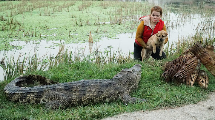 SHOCKING: Giant Crocodile Appears While Catching Fish in the Field to Sell at the Market!