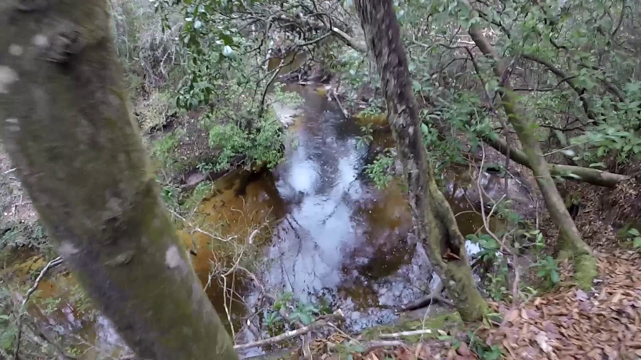 Florida Trail at Econfina Water Management Area - YouTube