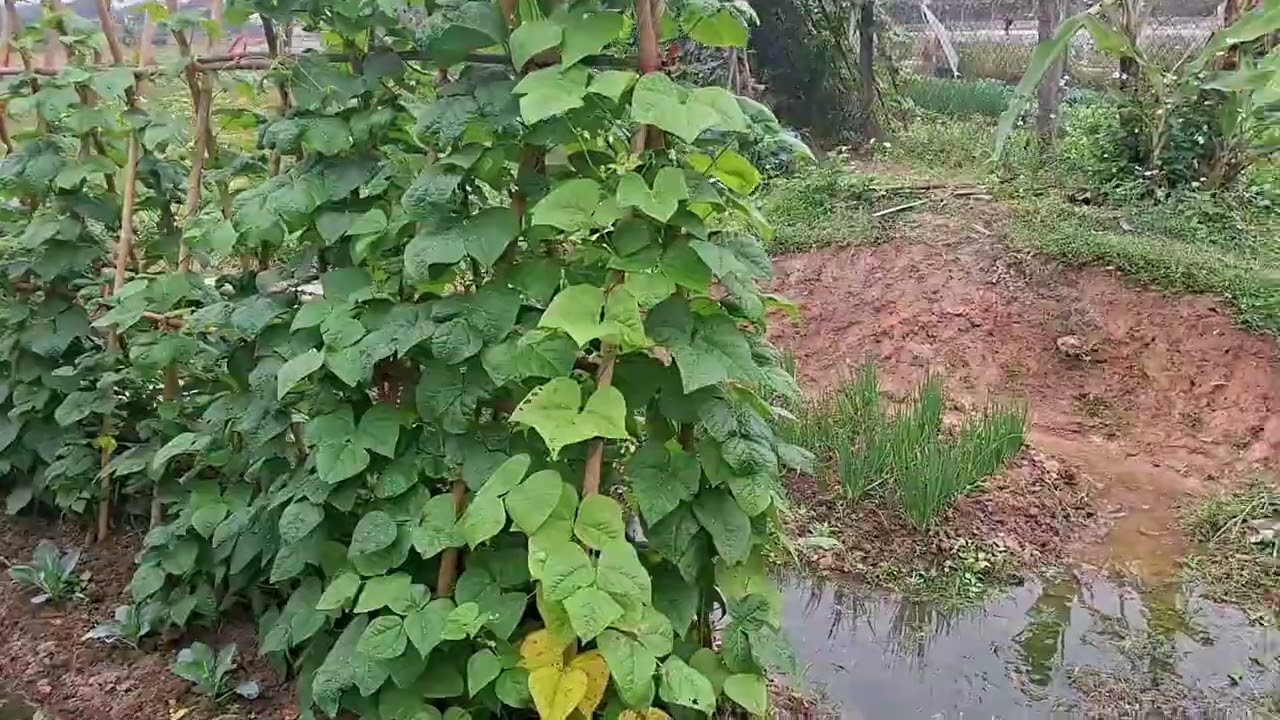 VƯỜN RAU VƯỜN CÀ 