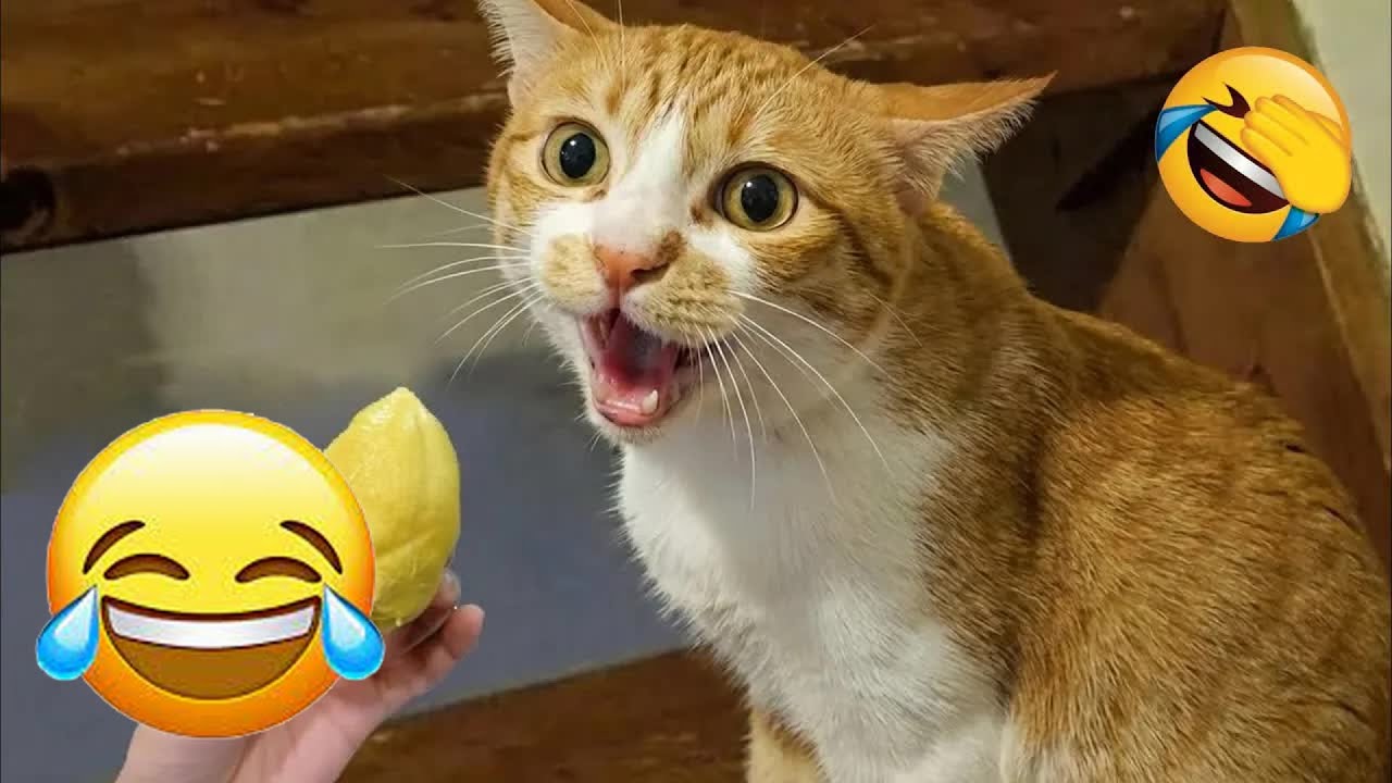 New Funny Animals 🍄 Funniest Cats and Dogs 2026 🤣 #animals #funnycats #funnydogs