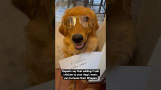 Very smart golden retriever gives advice #goldenretriever #doglife #puppy