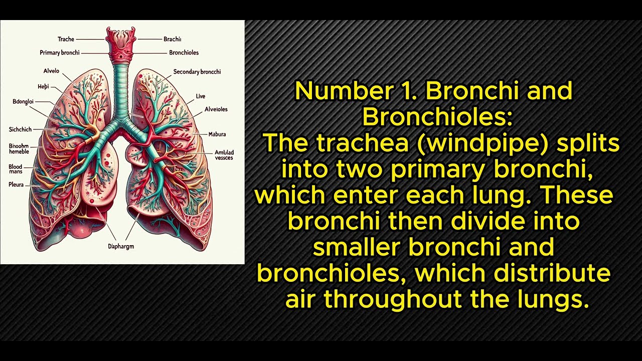 what-is-lungs-its-funcation-and-stracture