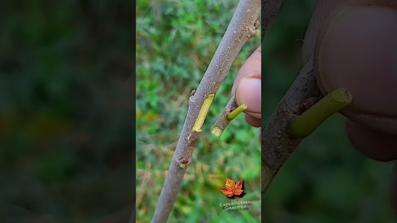 Best grafting tecneque in mulberry tree very successful method|