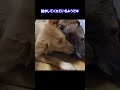舐め舐めとパンチで雷に脅えるりゅうさんを励ますもかたん　#shorts