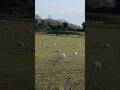 Sheep in Easton Norwich Norfolk United Kingdom #sheep #animals