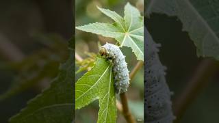 Assam's Pride🦋 Eri Silkworm 🐛Amazing Life Cycle🦋 एरी पोलू का जीवन चक्र #EriSilkworm#EriPolu