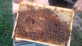 Результат стимуляции пчёл на 25 02.2026 год
