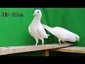 Top quality old breed  low flyer pigeon faisalabad pigeon