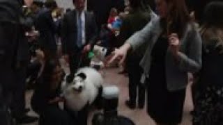 Capitol Hill pets dress up for Halloween