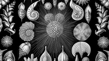 The Tiniest Fossils - Shelf Life #6