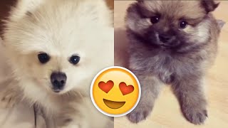 The Cutest Puppy Videos Compilation! # 2 | [2020 Compilation] ● Funny Moments by Numan Gürsoy 3,562 views 3 years ago 5 minutes, 40 seconds