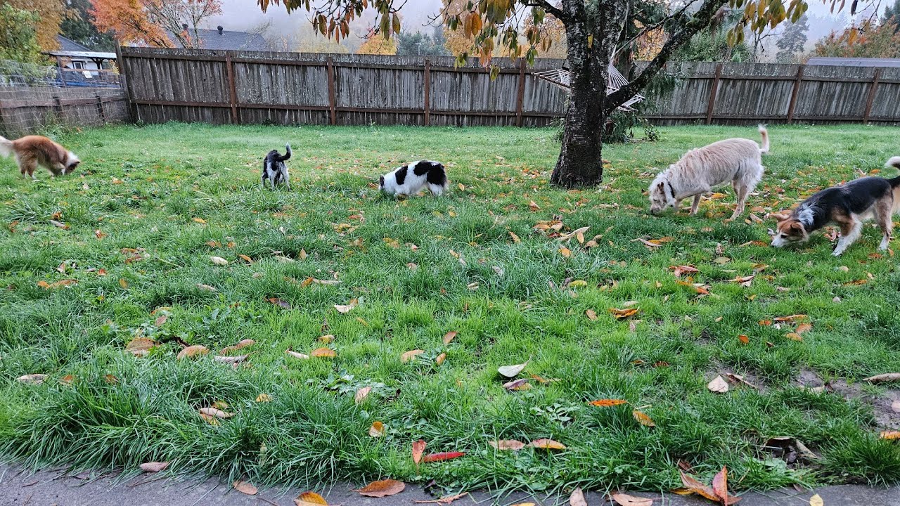 Recall Individually Off Yard Scatter