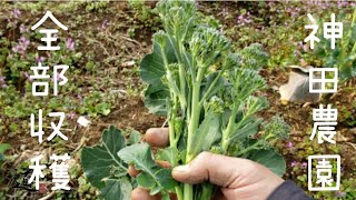 ♪9.【畑の片付け】とう立ちしても食べれるものは食べます。