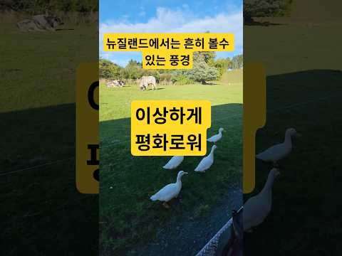소 옆에 오리가? #동물 #애니멀숏츠 #뉴질랜드 #여행 #제주도한달살이 #여행브이로그