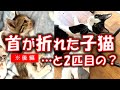 ~後編~首の骨が折れた全身麻痺子猫と、緊急搬送された全身麻痺子猫