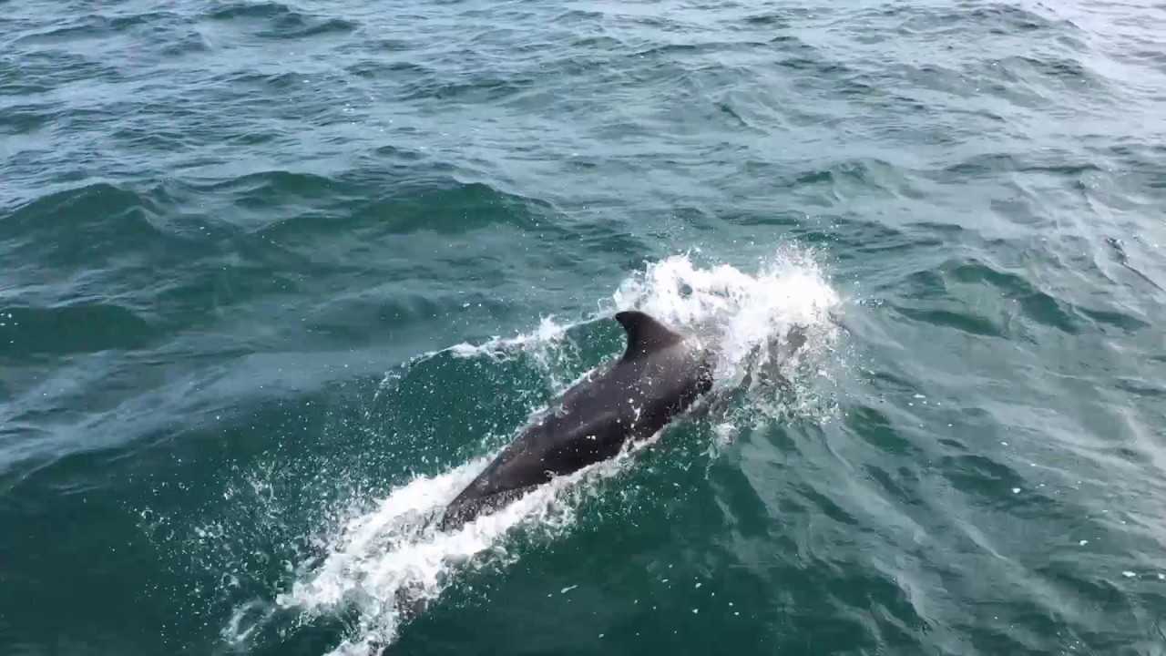 aberdeen harbour dolphin tours