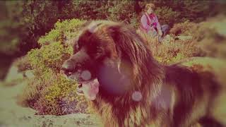 Leonberger Antics episode 110 by Hillhavenleonbergers show kennels 226 views 6 years ago 6 minutes, 38 seconds