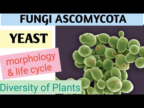 Yeast (Saccharomyces) Lecture