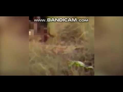 დათვმა ბავშვების თვალწინ მათი მამა დაგლიჯა - სულის შემძვრელი ვიდეო