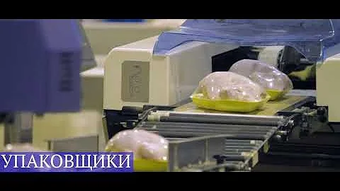 РАБОТА НА ПТИЦЕФАБРИКАХ