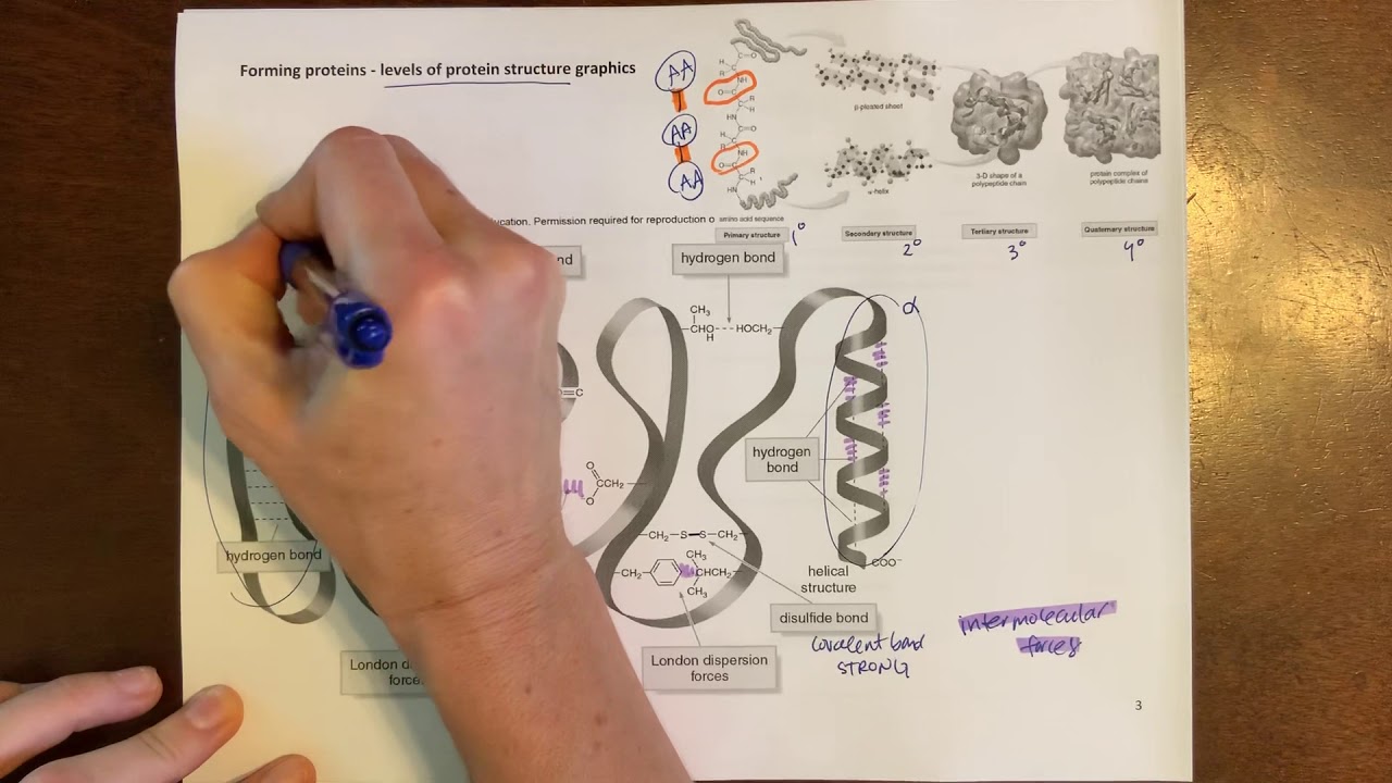 Levels of protein structure