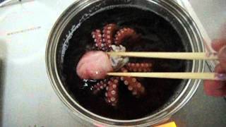 明石タコを茹でてみた！