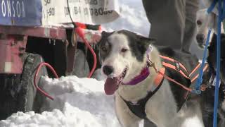 Can-Am Crown International Sled Dog Race in Fort Kent, Maine 2023