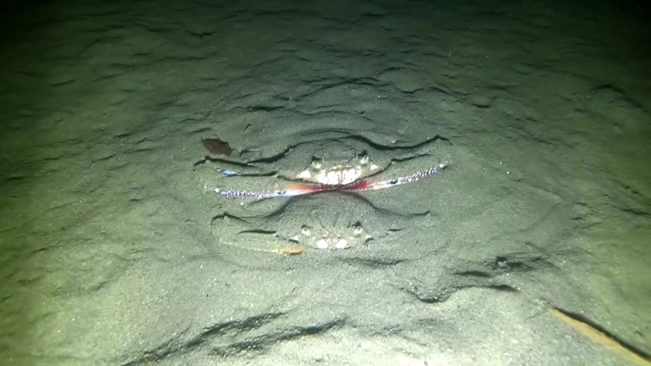 Ep. 212 Naka jackpot Ulit Nang Malalaking Alimasag!