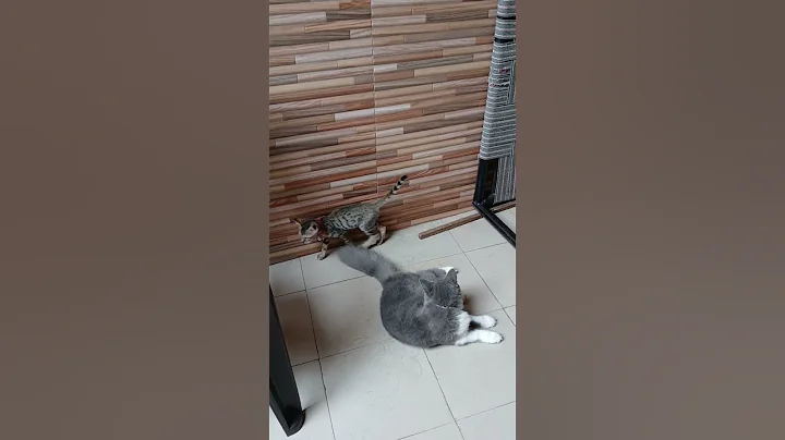 Video 11355881: laugh kittens cute cats, cat cute kitten's funniest