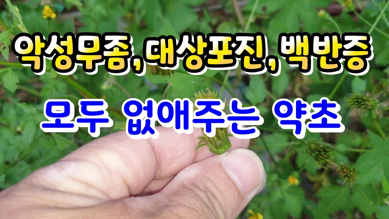 간세포를 되살리고 각종 피부병을 없애주는 놀라운 약초! - YouTube