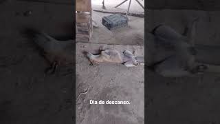 un lindo dia de descanso. para la fiera de la casa.
