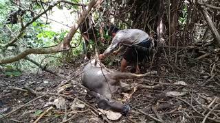 Menangkap rusa kena jerat