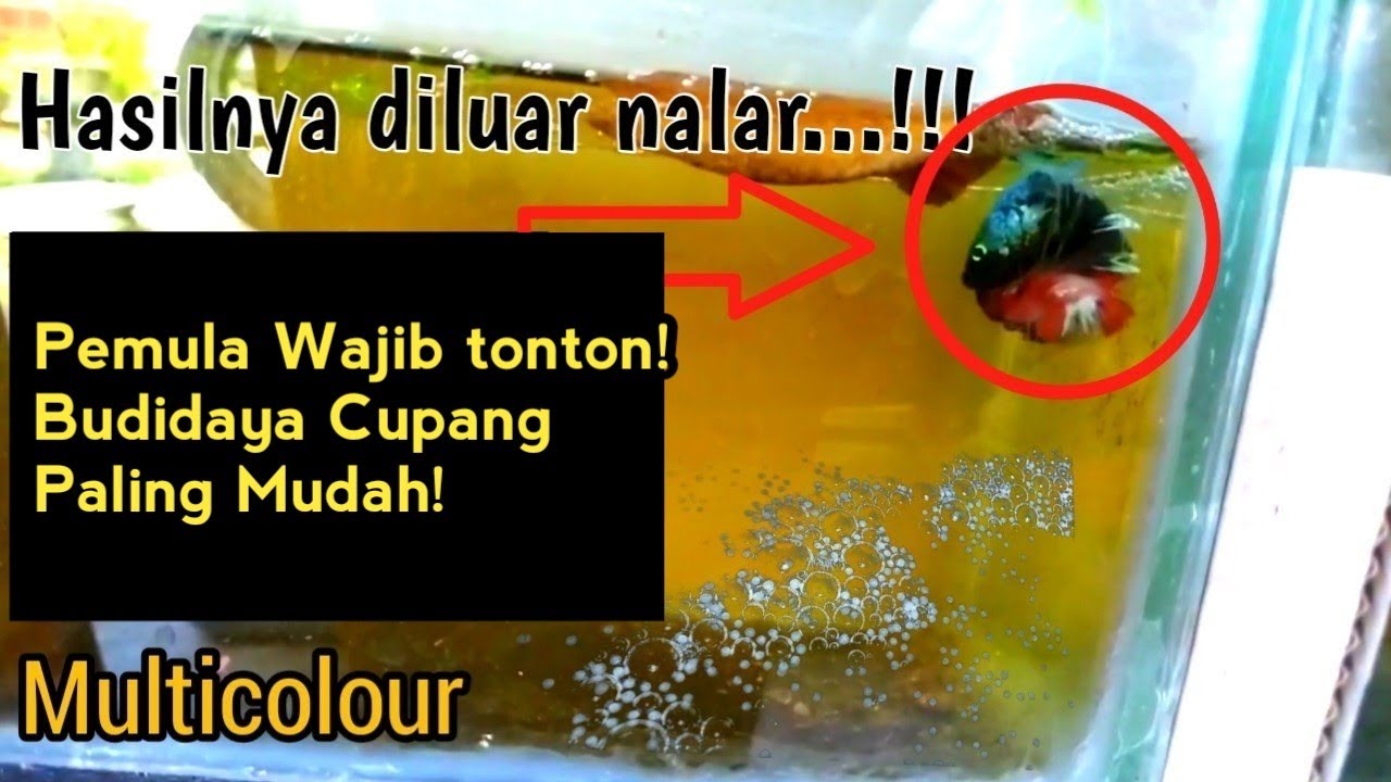 Cara ternak ikan cupang bagi pemula lengkap || How to breed Betta Fish