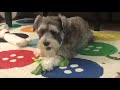 Suka makan sayur - Ginger the Miniature Schnauzer