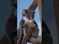 20 घंटे सोने वाला ये जानवर रात में बच्चों जैसी आवाज़ क्यों निकालता है? 😱 | Koala Facts #information