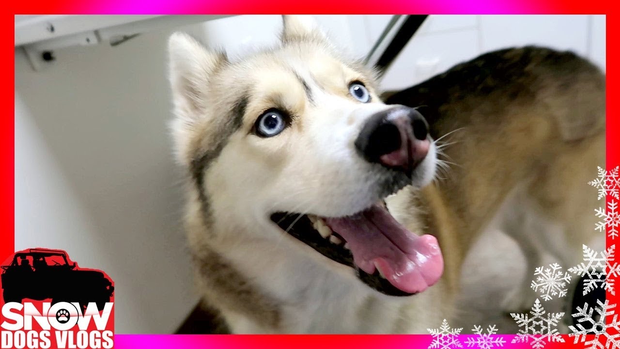 SHELBY HAS THE SNIFFLES