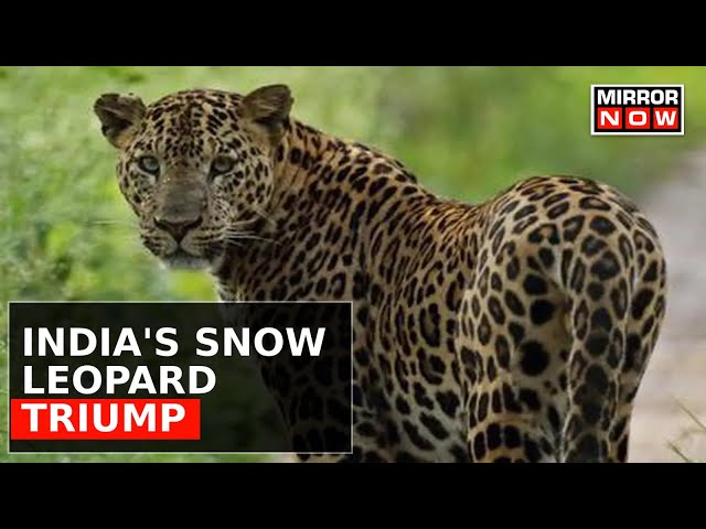 India says its elusive snow leopard population is at 718