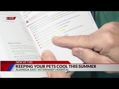 Keeping your pets cool this summer
