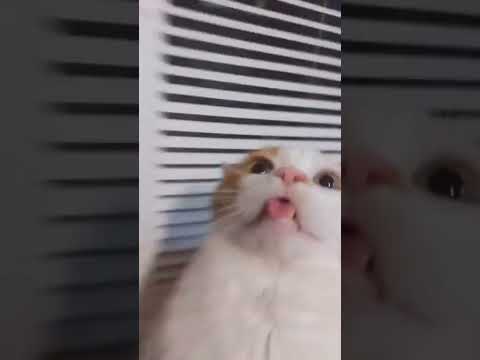 Popipopipopopipo Cat Meme Cat 