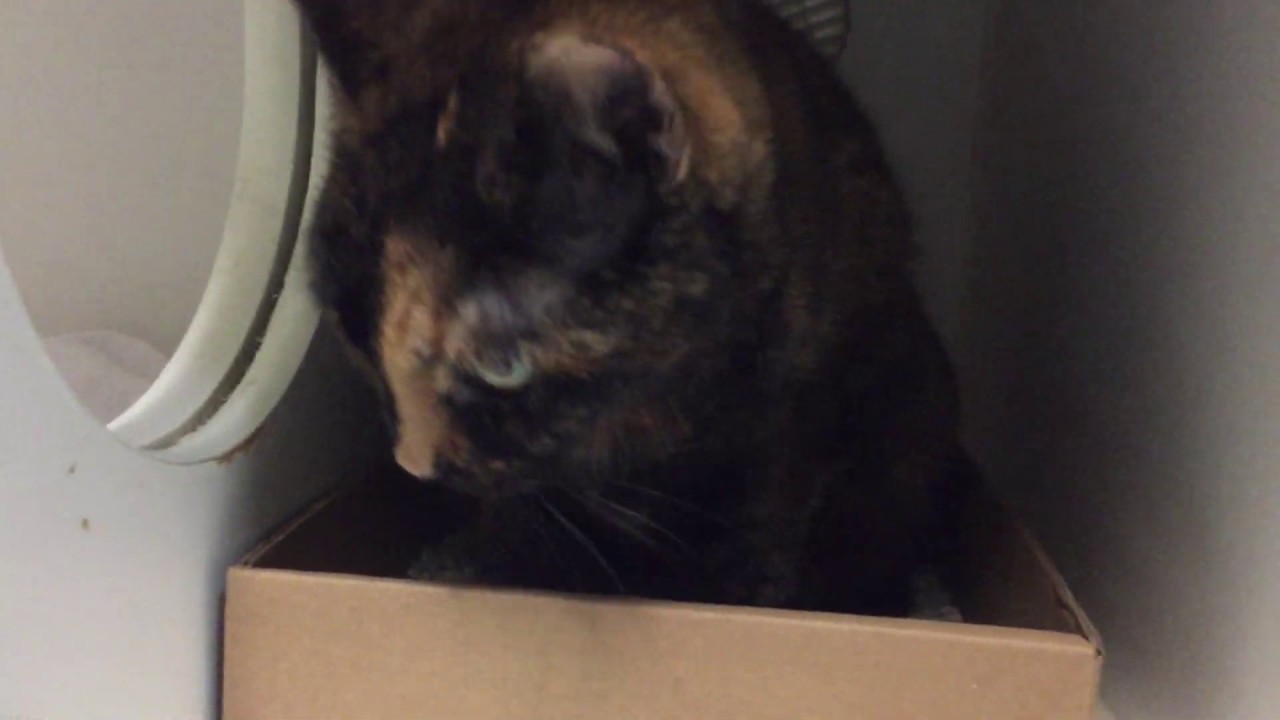 adopt cats long island Coca 69351 | Just needs a little patience | NYCACC
