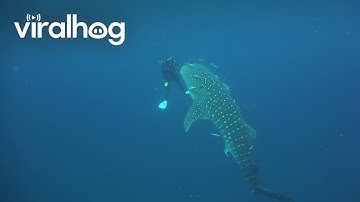 Diver Has a Close Encounter With a Whale Shark || ViralHog