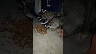 Mother Raccoon and her Babies #animals #raccoon #shortvideo #shorts