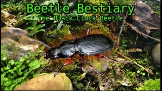 Detailed The Full Guide on The Black Clock Beetle | How to Find, Capture and Study. Profile