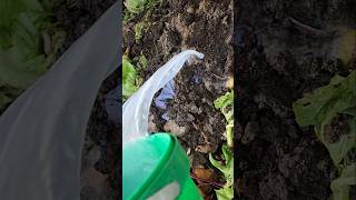 The Lazy Composting Method That Works Better Than Tumblers