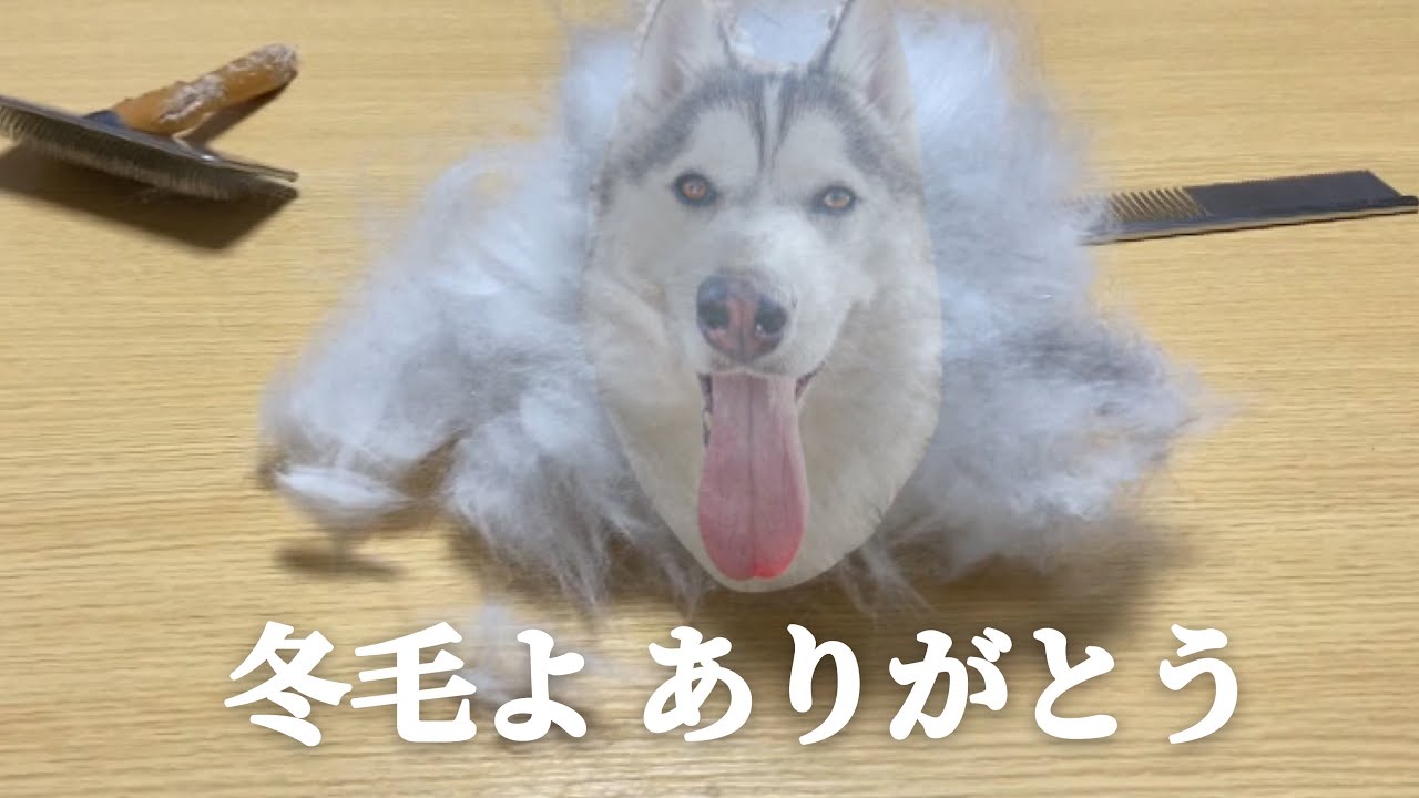 換毛期 冬毛の落とし物をするシベリアンハスキー Youtube 換毛期 冬毛の落とし物をするシベリアンハスキー Youtube