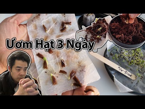 Video: Nảy mầm từ hạt lan: Bạn có thể trồng một cây lan từ hạt giống