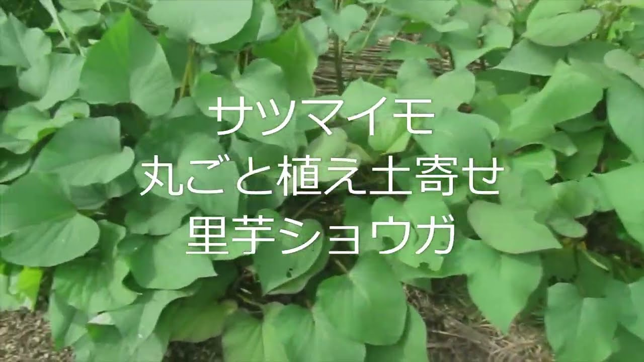 サツマイモ丸ごと植えの土寄せ Youtube