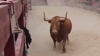 ⚠️🐂4 ENORMES TOROS 🐂⚠️ EN VILLALBILLA "DOMINGO" FIESTAS SAN MIGUEL 2025